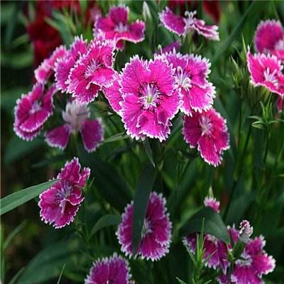 凤凰彩票appapp下载